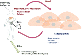 Graphical Abstract