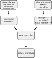 Graphical Abstract