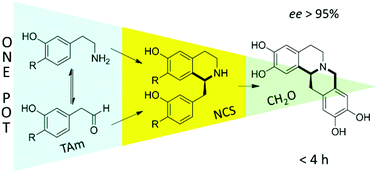 One pot enzymatic catalysis for the synthesis of chiral alkaloids