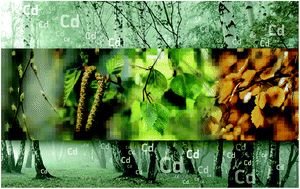 Cadmium isotope ratio measurements in environmental matrices by MC-ICP-MS