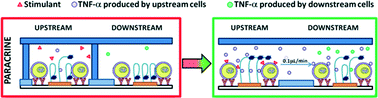 Graphical abstract: Reconfigurable microfluidics with integrated aptasensors for monitoring intercellular communication