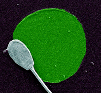 Graphical abstract: Make it spin: individual trapping of sperm for analysis and recovery using micro-contact printing