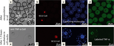 Graphical abstract: A droplet-based heterogeneous immunoassay for screening single cells secreting antigen-specific antibodies