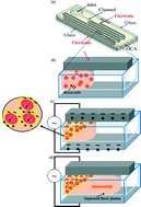 Graphical abstract: Microfluidic chip for plasma separation from undiluted human whole blood samples using low voltage contactless dielectrophoresis and capillary force