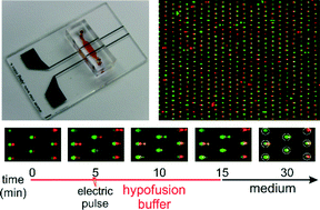 Graphical abstract: Deformability-based microfluidic cell pairing and fusion