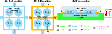 Graphical abstract: Paired single cell co-culture microenvironments isolated by two-phase flow with continuous nutrient renewal