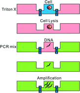 Graphical abstract: Diffusion-based microfluidic PCR for “one-pot” analysis of cells