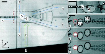 Graphical abstract: Sorting drops and cells with acoustics: acoustic microfluidic fluorescence-activated cell sorter