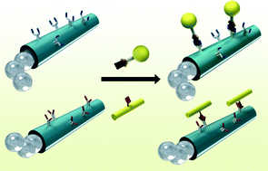 Graphical abstract: Multiplexed immunoassay based on micromotors and microscale tags