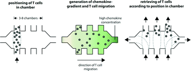 Graphical abstract: Real-time tracking, retrieval and gene expression analysis of migrating human T cells