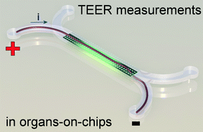 Schematic depiction of current distribution through a cell layer in an organ-on-a-chip