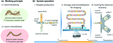 Graphical abstract: Hydrogel-droplet microfluidic platform for high-resolution imaging and sorting of early larval Caenorhabditis elegans