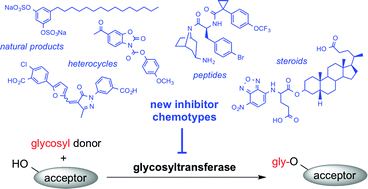 超底物类似物：糖基转移酶的新抑制剂化学类型