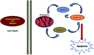 Graphical abstract © Royal Society of Chemistry 2014, Malhotra: Imidazolium-derived ionic salts induce inhibition of cancerous cell growth through apoptosis