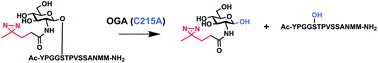 Recognition of diazirine-modified O-GlcNAc by human O-GlcNAcase