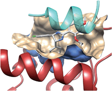 Graphical abstract: Rational design of protein–protein interaction inhibitors