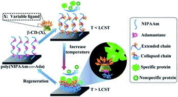 Graphical abstract: Integrating a thermoresponsive copolymer with host–guest interactions for fabricating molecular recognition surfaces