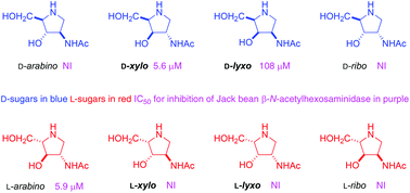 Synthesis of the enantiomers of XYLNAc and LYXNAc: comparison of ß-N-acetylhexosaminidase inhibition by the 8 stereoisomers of 2-N-acetylamino-1,2,4-trideoxy-1,4-iminopentitols