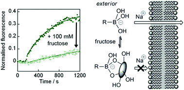 Fructose controlled ionophoric activity of a cholate–boronic acid