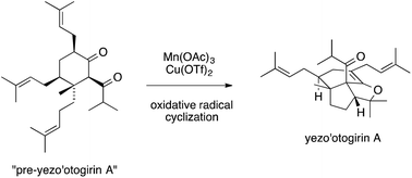 Biomimetic total synthesis of (±)-yezo'otogirin A