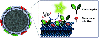 Cooperative hydrolysis of aryl esters on functionalized membrane surfaces and in micellar solutions