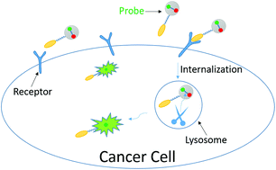 Graphical abstract