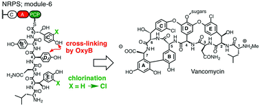 Bis-chlorination of a hexapeptide–PCP conjugate by the halogenase involved in vancomycin biosynthesis