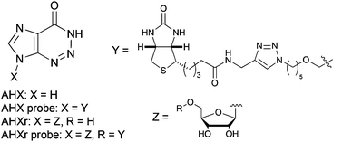 Practical synthesis of natural plant-growth regulator 2-azahypoxanthine, its derivatives, and biotin-labeled probes