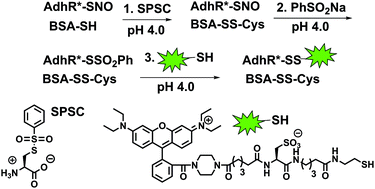 Conversion of S-phenylsulfonylcysteine residues to mixed disulfides at pH 4.0: utility in protein thiol blocking and in protein-S-nitrosothiol detection