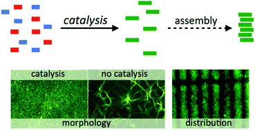 Catalytic control over the formation of supramolecular materials