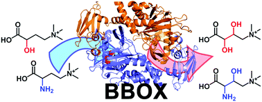 Comparison of the substrate selectivity and biochemical properties of human and bacterial γ-butyrobetaine hydroxylase