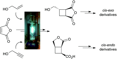 Stereoselective intermolecular [2 + 2]-photocycloaddition reactions of maleic anhydride