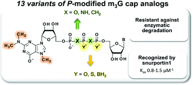 trimethylguanosine cap analogs 