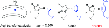  Cross-strand histidine–aromatic interactions enhance acyl-transfer rates in beta-hairpin peptide catalysts