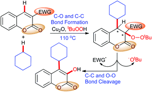 Graphical abstract: Copper(i)-promoted cycloalkylation–peroxidation of unactivated alkenes via sp3 C–H functionalisation
