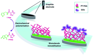 Graphical abstract: Electrochemical deposition of polypeptides: bio-based covering materials for surface design