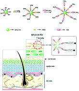 Graphical abstract: In vitro and in vivo application of hydroxypropyl-β-cyclodextrin-grafted polyethyleneimine used as a transdermal penetration enhancer