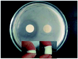 Graphical abstract: Macroporous antibacterial hydrogels with tunable pore structures fabricated by using Pickering high internal phase emulsions as templates