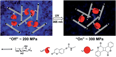 Graphical abstract: Photoswitchable nanocomposites made from coumarin-functionalized cellulose nanocrystals