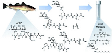 Designing ice recrystallization inhibitors: from antifreeze (glyco)proteins to small molecules