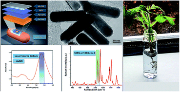 Graphical abstract: Plasmonically active nanorods for delivery of bio-active agents and high-sensitivity SERS detection in planta