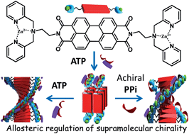 Graphical abstract: Homotropic and heterotropic allosteric regulation of supramolecular chirality