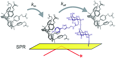 The binding of calix[4]pyrrole to guests immobolised on a surface is, kinetically, slower than in bulk solution