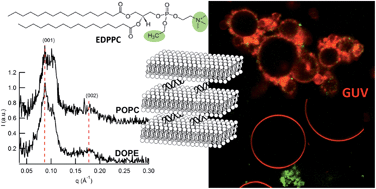 Graphical abstract: Biocompatible cationic lipids for the formulation of liposomal DNA vectors