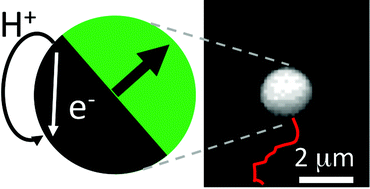 Graphical abstract: Ionic effects in self-propelled Pt-coated Janus swimmers