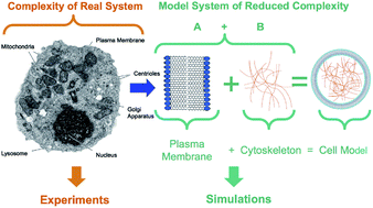 Graphical abstract: Destruction of cancer cells by laser-induced shock waves: recent developments in experimental treatments and multiscale computer simulations