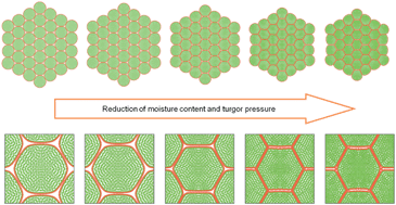 Graphical abstract: A particle based model to simulate microscale morphological changes of plant tissues during drying