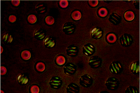 Graphical abstract: Director/barycentric rotation in cholesteric droplets under temperature gradient