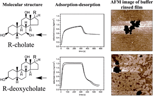 Graphical abstract: The adsorption–desorption behaviour and structure function relationships of bile salts