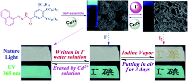 Graphical abstract: Competitive coordination control of the AIE and micro states of supramolecular gel: an efficient approach for reversible dual-channel stimuli-response materials